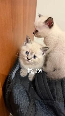 4  LEFT kitten looking for a new home - Photo 5