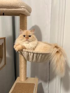 4  LEFT kitten looking for a new home - Photo 7