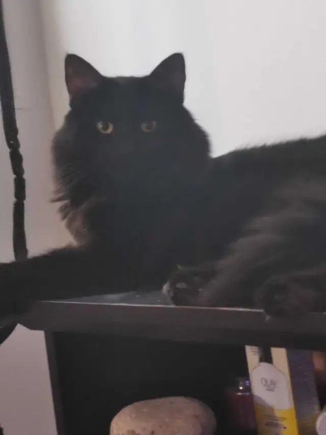 recherche chatonne