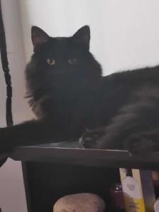 recherche chatonne