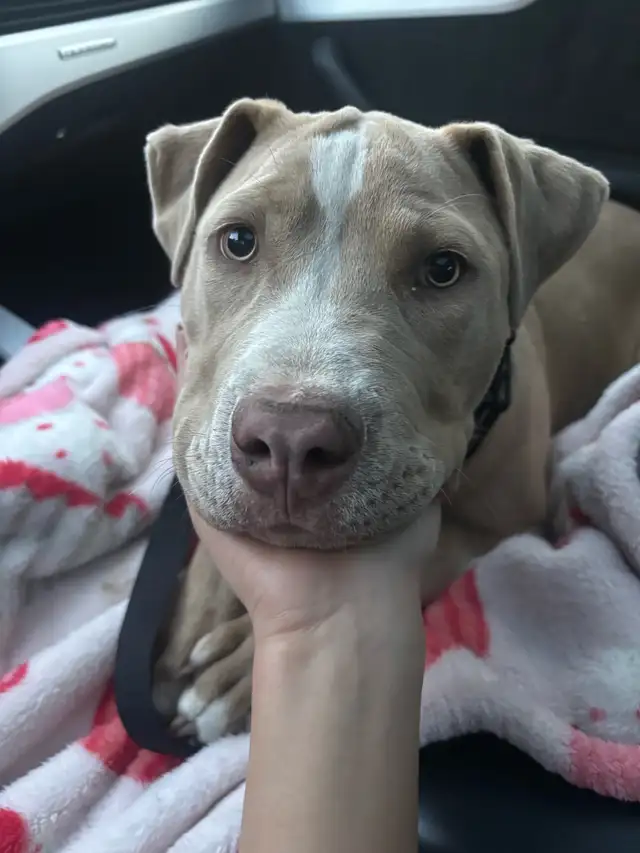 Pitbull puppy