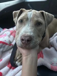 Pitbull puppy