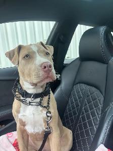 Pitbull puppy - Photo 2