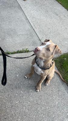 Pitbull puppy - Photo 3