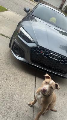 Pitbull puppy - Photo 4