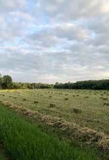 Hay for Sale-Horse Quality Small Squares - Photo 2