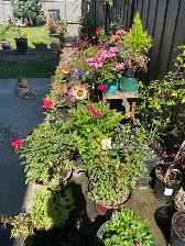 Bright & Spacious Room   Private Bath in North Burnaby $1,175 - Photo 8