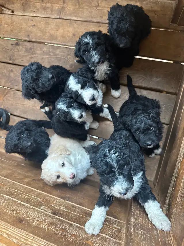 Bernedoodles ready to go home Sept 19