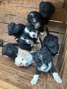 Bernedoodles ready to go home Sept 19