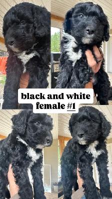 Bernedoodles ready to go home Sept 19 - Photo 5