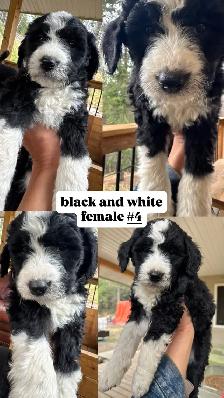 Bernedoodles ready to go home Sept 19 - Photo 8