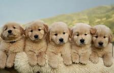 golden retriever puppies