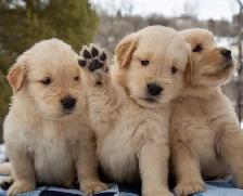 golden retriever puppies - Photo 2