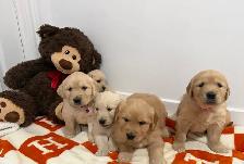 golden retriever puppies - Photo 3