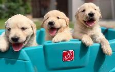 golden retriever puppies - Photo 5