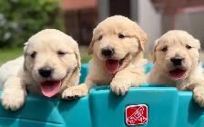 golden retriever puppies - Photo 6