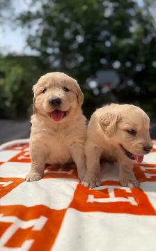 golden retriever puppies - Photo 7