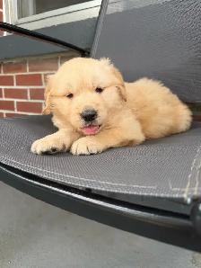 golden retriever puppies - Photo 8