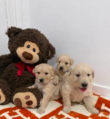 golden retriever puppies - Photo 9