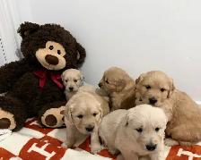 golden retriever puppies - Photo 10