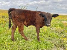 Angus Calf - 2 Months