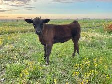 Angus Calf - 2 Months - Photo 2