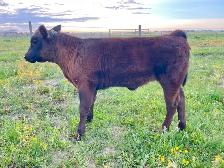 Angus Calf - 2 Months - Photo 3