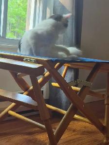 2 year old female cat available - Photo 2