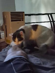 2 year old female cat available - Photo 5