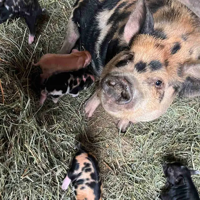 Kunekune Piglets