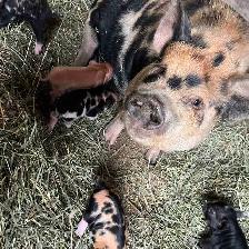 Kunekune Piglets