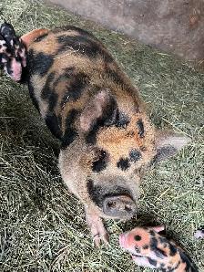 Kunekune Piglets - Photo 2