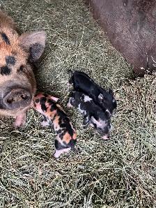Kunekune Piglets - Photo 3