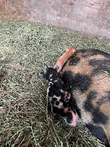 Kunekune Piglets - Photo 4