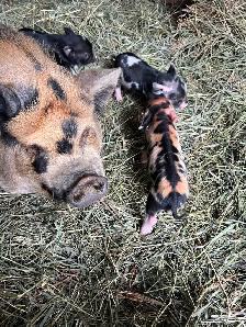 Kunekune Piglets - Photo 5