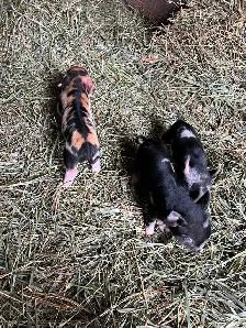 Kunekune Piglets - Photo 6