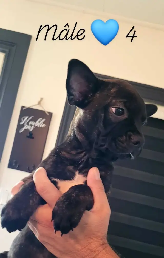 Chiots Frenchtons Mixte 3 Magnifiques puppies Prêts à partirs