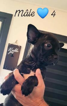 Chiots Frenchtons Mixte 3 Magnifiques puppies Prêts à partirs