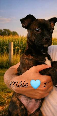 Chiots Frenchtons Mixte 3 Magnifiques puppies Prêts à partirs - Photo 3