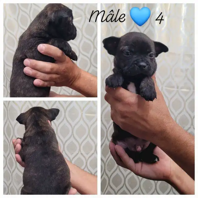 Frenchtons Mixte 5 Magnifiques puppies Prêts à partirs