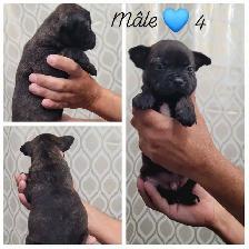 Frenchtons Mixte 5 Magnifiques puppies Prêts à partirs