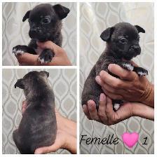 Frenchtons Mixte 5 Magnifiques puppies Prêts à partirs - Photo 2