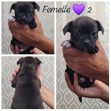Frenchtons Mixte 5 Magnifiques puppies Prêts à partirs - Photo 3