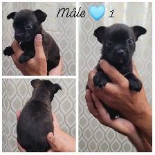 Frenchtons Mixte 5 Magnifiques puppies Prêts à partirs - Photo 4
