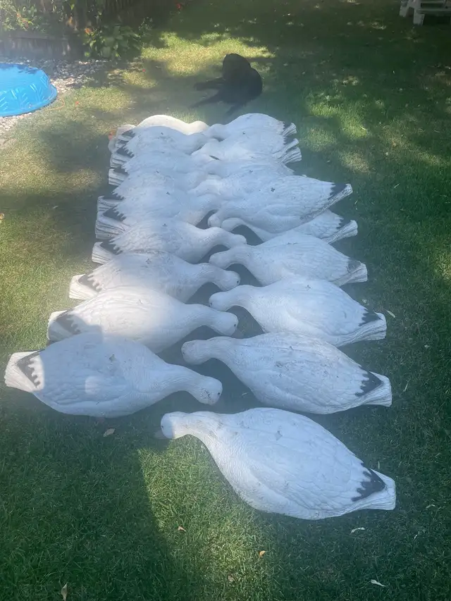 snow goose decoys