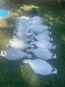 snow goose decoys