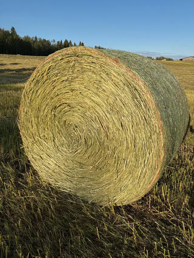 Round greenfeed bales