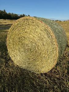 Round greenfeed bales