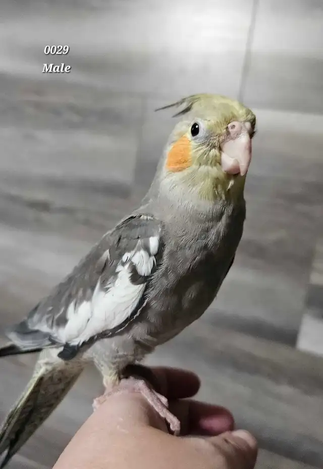 8 week old male cockatiel
