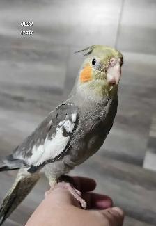 8 week old male cockatiel